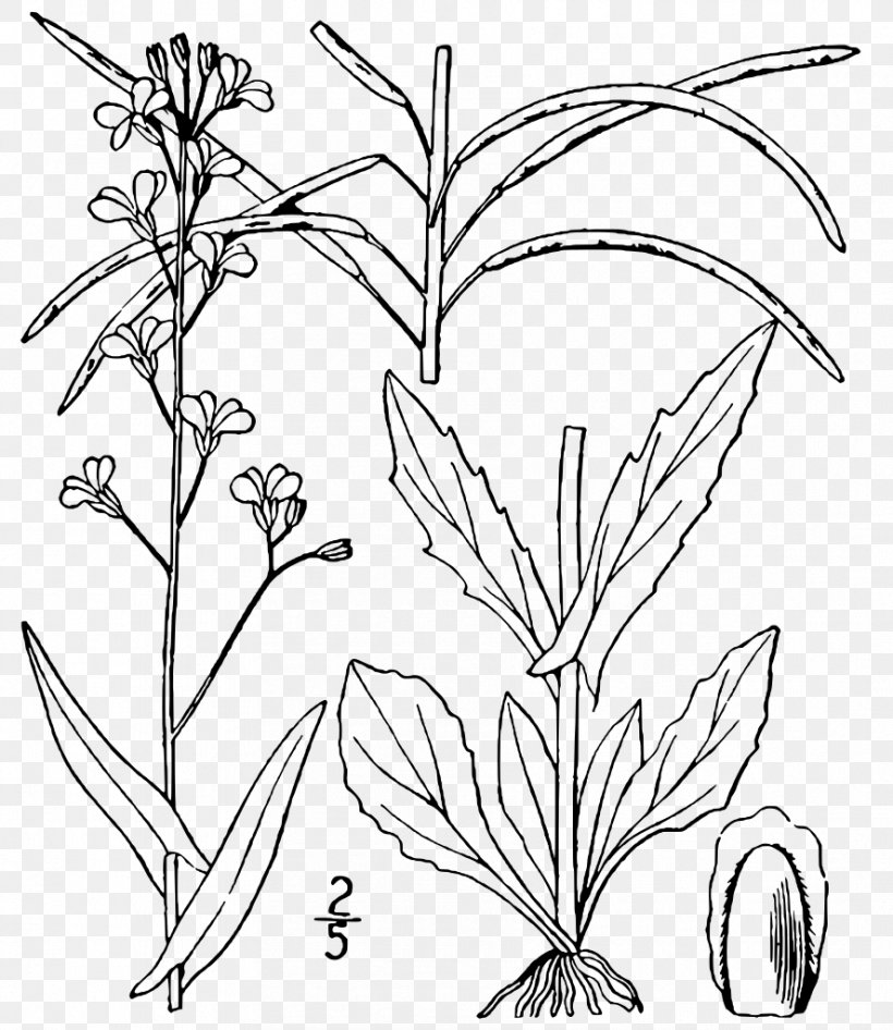 Arabis Plant Arabidopsis Boechera Laevigata, PNG, 887x1024px, Arabis, Arabidopsis, Black And White, Branch, Dicotyledon Download Free
