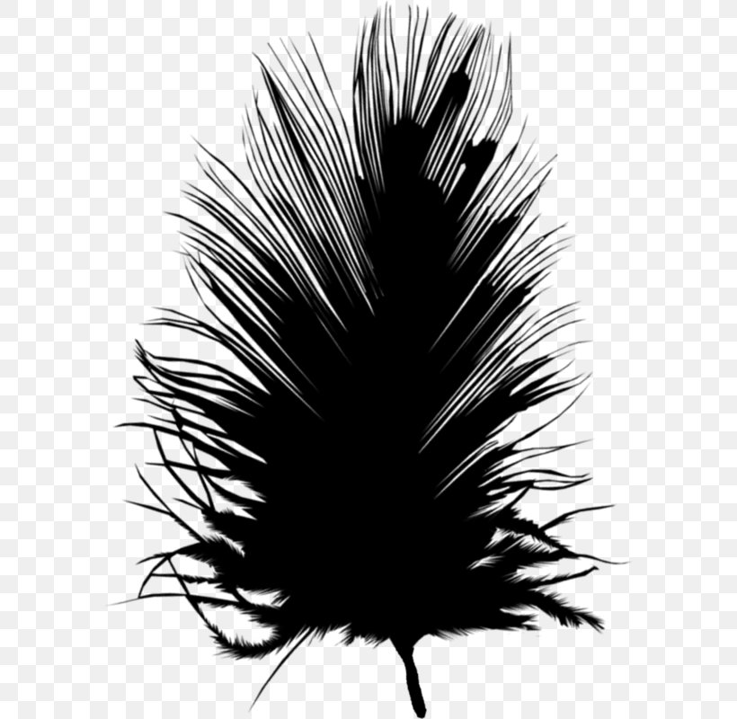 Feather Bird, PNG, 588x800px, Feather, Aile, Bird, Black, Black And White Download Free