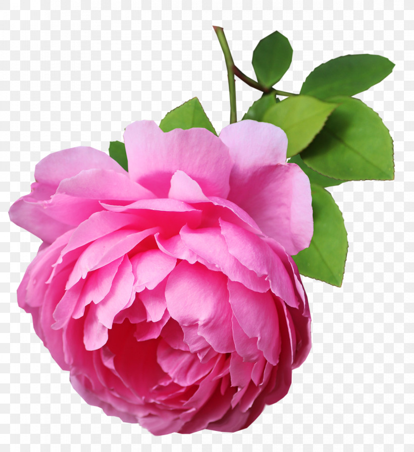 Garden Roses, PNG, 1171x1280px, Garden Roses, Cabbage Rose, Camellia, Cut Flowers, Floribunda Download Free
