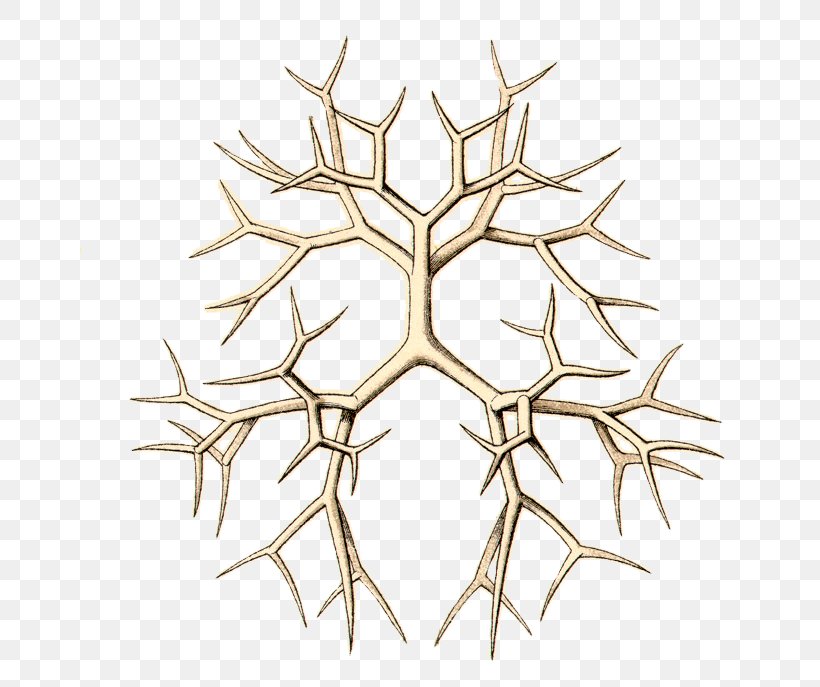 Line Symmetry Organism Angle Pattern, PNG, 660x687px, Symmetry, Branch, Ernst Haeckel, Leaf, Marine Biology Download Free