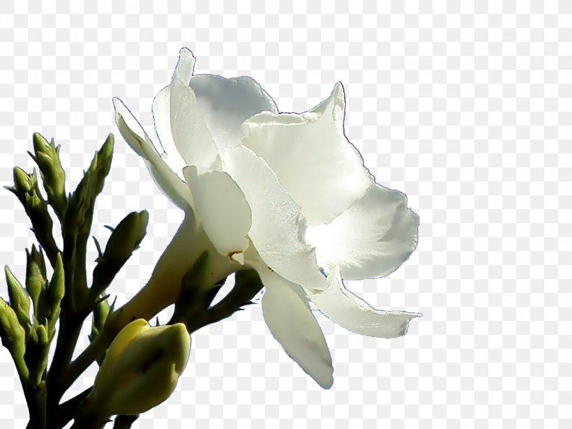 Oleander Petal Flower, PNG, 1280x960px, Oleander, Branch, Bud, Flower, Flowering Plant Download Free