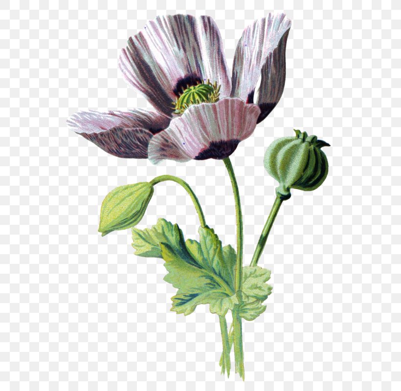 Botanical Illustration Botany Opium Poppy Image, PNG, 579x800px, Botanical Illustration, Anemone, Annual Plant, Art, Botany Download Free