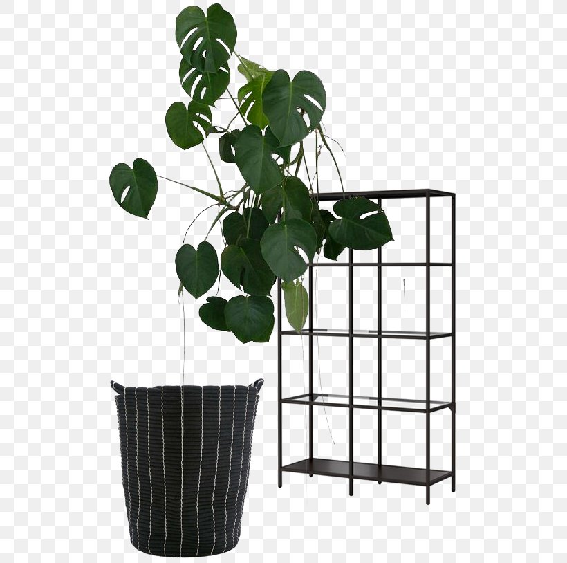 Houseplant Swiss Cheese Plant Indoor Plants Shelf, PNG, 509x814px, Houseplant, Bookcase, Branch, Flowerpot, Furniture Download Free