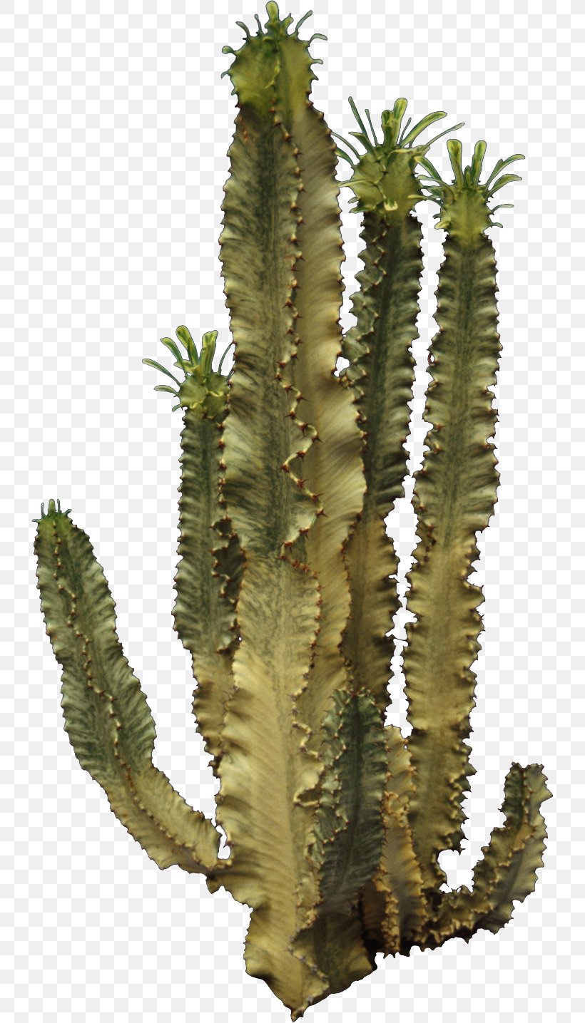 Cactaceae Clip Art, PNG, 732x1435px, Cactaceae, Acanthocereus Tetragonus, Biome, Cactus, Caryophyllales Download Free