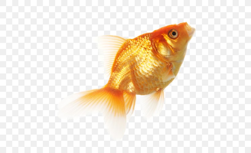 Goldfish Clip Art, PNG, 500x500px, Goldfish, Bony Fish, Fauna, Feeder Fish, Fin Download Free
