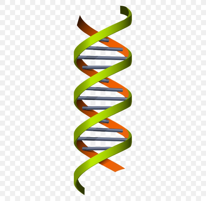 Science Genetics Euclidean Vector DNA Illustration, PNG, 800x800px, Science, Chemistry, Dna, Gene, Genetics Download Free