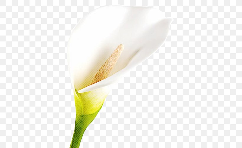 White Flower Arum Yellow Plant, PNG, 500x500px, White, Alismatales, Arum, Flower, Flowering Plant Download Free