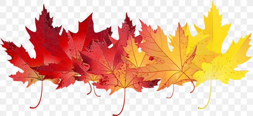 Autumn Leaves Drawing, PNG, 3000x1380px, Autumn Leaf Color, Autumn, Black Maple, Deciduous, Drawing Download Free