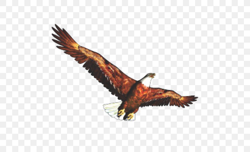Bald Eagle Clip Art, PNG, 500x500px, Bald Eagle, Accipitriformes, Beak, Bird, Bird Of Prey Download Free