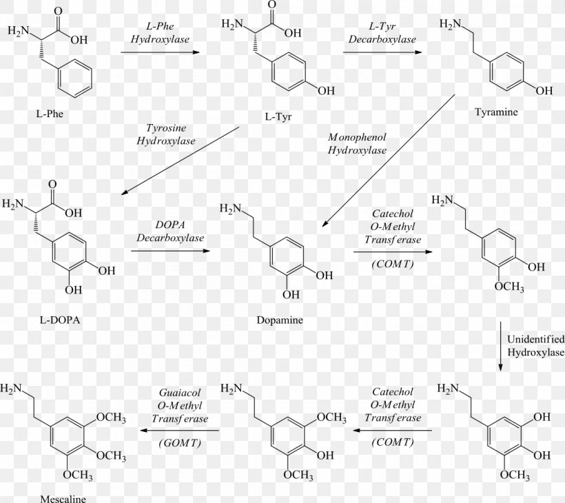 Mescaline Peyote Hallucinogen 2C-B Drug, PNG, 1160x1034px, Mescaline, Amphetamine, Area, Black And White, Diagram Download Free