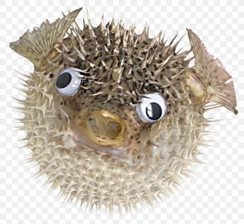 Pufferfish Riddle Fugu Clip Art, PNG, 1112x1024px, Fish, Animal, Blog, Chemical Element, Coloring Book Download Free