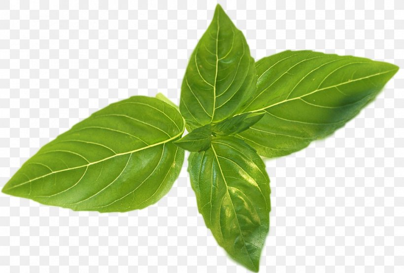 Basil Leaflet Coffee Fines Herbes, PNG, 964x653px, Basil, Coffee, Fines Herbes, Healthy Diet, Herb Download Free