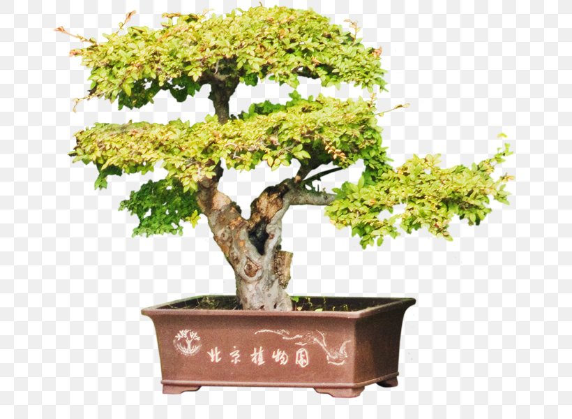 Chinese Sweet Plum Flowerpot Tree Sageretia, PNG, 678x600px, Chinese Sweet Plum, Bonsai, Flowerpot, Houseplant, Plant Download Free