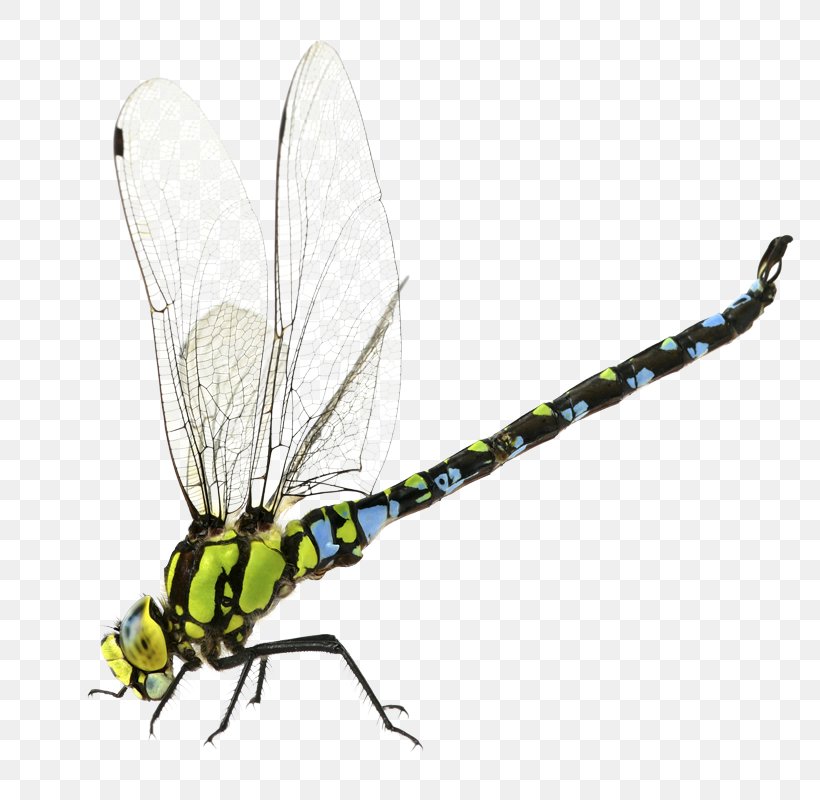 Dragonfly Stock Photography Aeshna Affinis, PNG, 800x800px, Dragonfly, Aeshna Affinis, Arthropod, Blue Dasher, Dragonflies And Damseflies Download Free