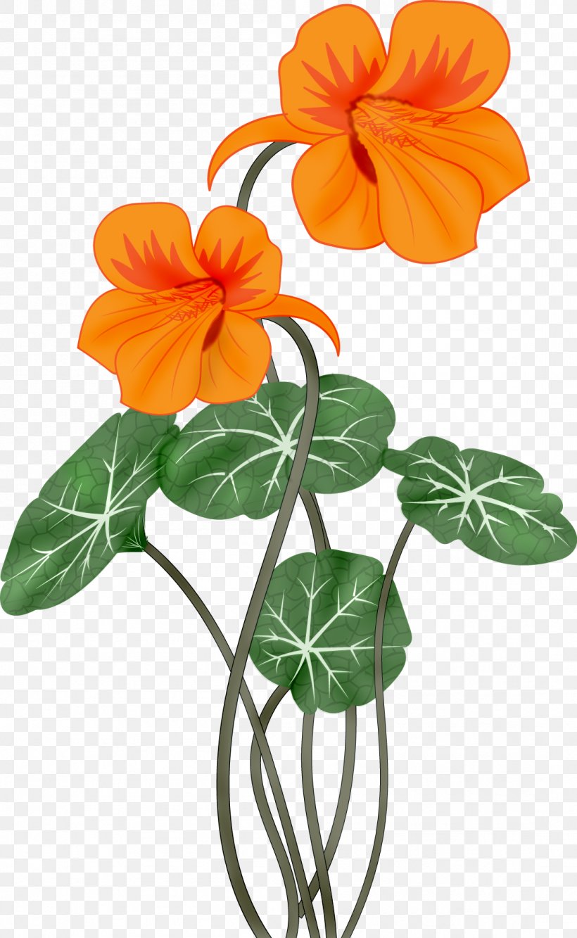 Flower Clip Art, PNG, 1101x1790px, Flower, Blume, Cut Flowers, Drawing, Flowering Plant Download Free