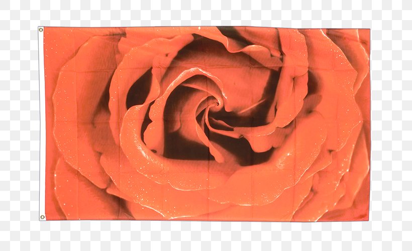 Garden Roses Flag Close-up Petal, PNG, 750x500px, Garden Roses, Centimeter, Close Up, Closeup, Flag Download Free