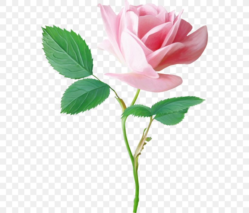 Garden Roses Pink Centifolia Roses Flower, PNG, 550x699px, Garden Roses, Beach Rose, Blog, Bud, Centifolia Roses Download Free