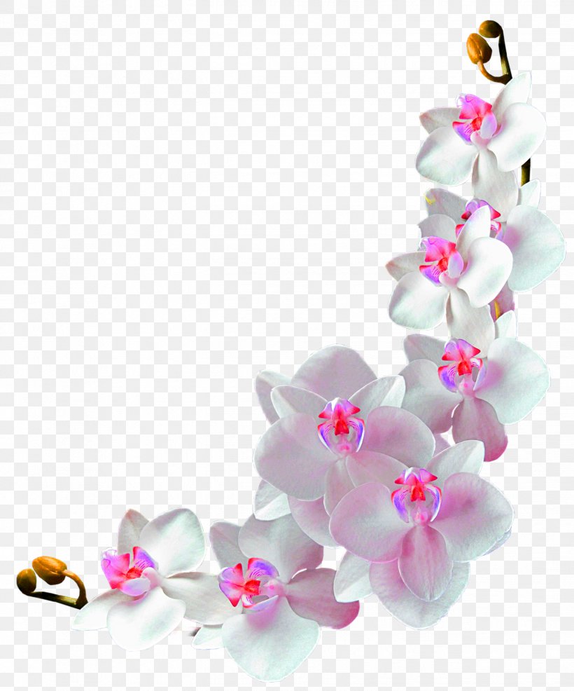 Orchids Film Frame Photography Clip Art, PNG, 1443x1736px, Orchids, Artificial Flower, Blossom, Body Jewelry, Cherry Blossom Download Free
