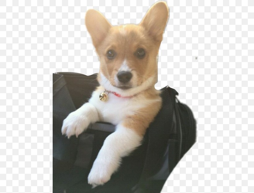 Cardigan Welsh Corgi Pembroke Welsh Corgi Puppy Corgi-Chihuahua Cockapoo, PNG, 479x622px, Cardigan Welsh Corgi, Animal, Aphmau, Breed, Carnivoran Download Free