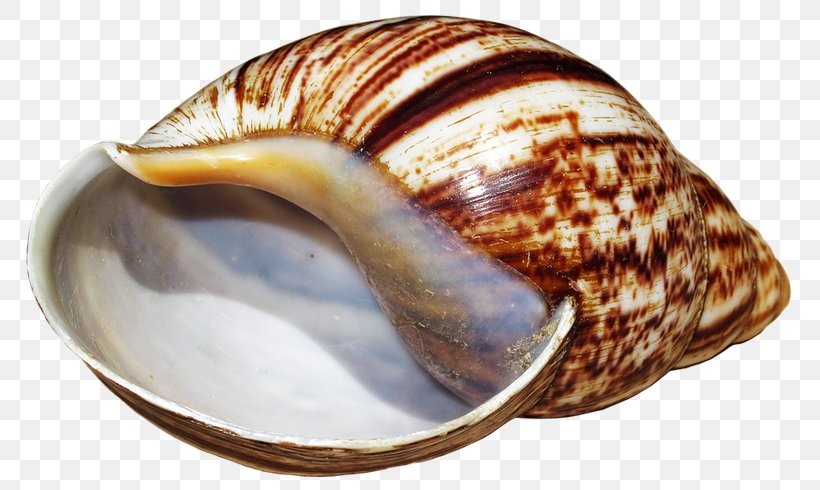 Giant African Snail Seashell Sea Snail Mollusc Shell, PNG, 800x490px, Snail, Achatina, Clam, Cockle, Conch Download Free