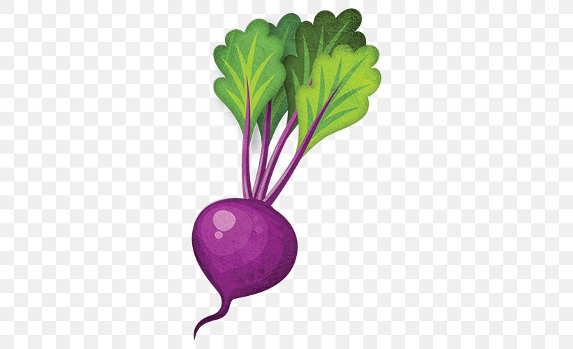 Leaf Vegetable Turnip Beetroot Rutabaga, PNG, 500x500px, Vegetable, Beet, Beetroot, Bok Choy, Cabbage Download Free