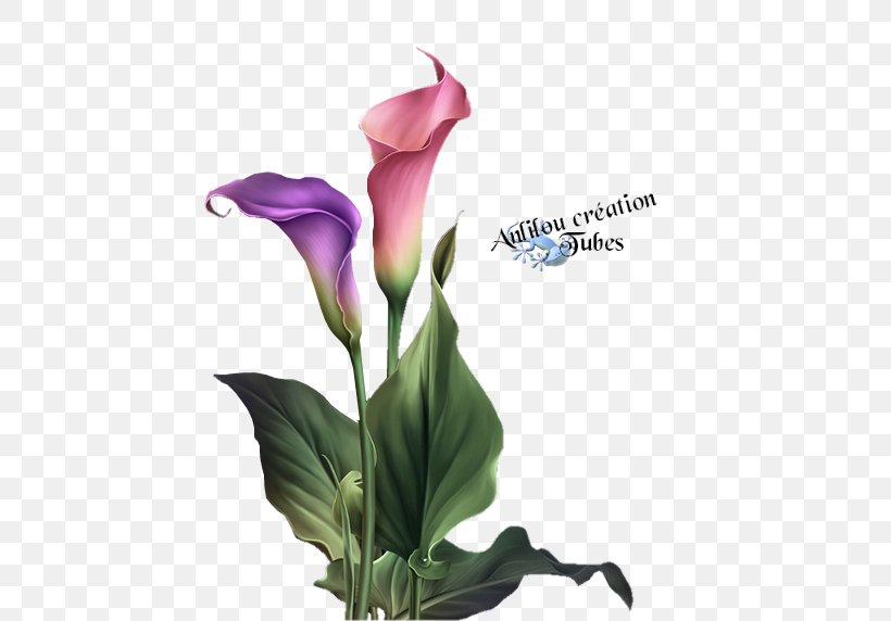 Painting Art Flower Floral Design Image, PNG, 485x572px, Painting, Alismatales, Art, Arum, Canvas Download Free