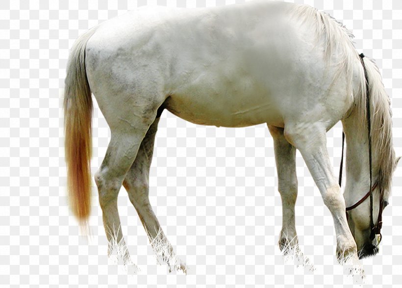 White Dragon Horse Foal, PNG, 1790x1282px, Horse, Art, Colt, Designer, Deviantart Download Free