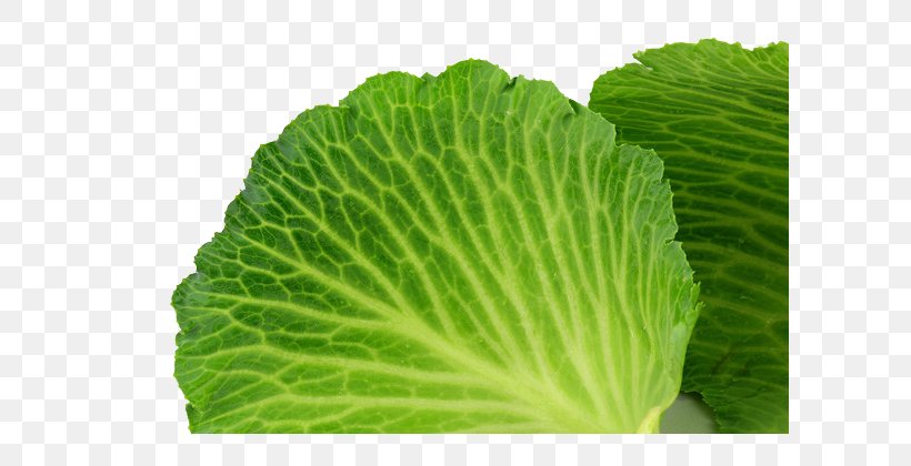 Cabbage Spring Greens Photography, PNG, 600x420px, Cabbage, Brassica Oleracea, Collard Greens, Drawing, Grass Download Free