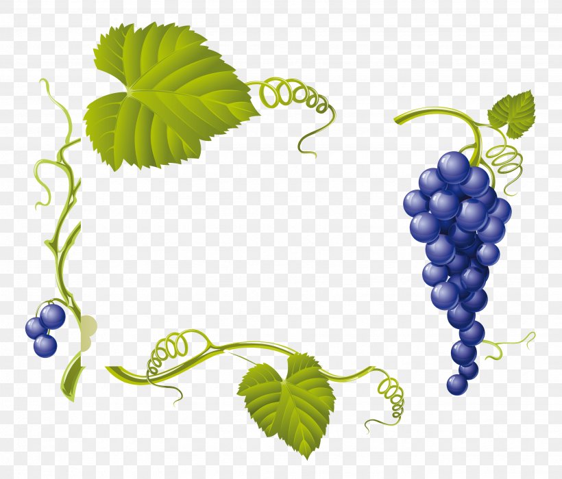 Common Grape Vine Wine Grape Leaves, PNG, 3472x2968px, Common Grape Vine, Drawing, Flowering Plant, Food, Fruit Download Free
