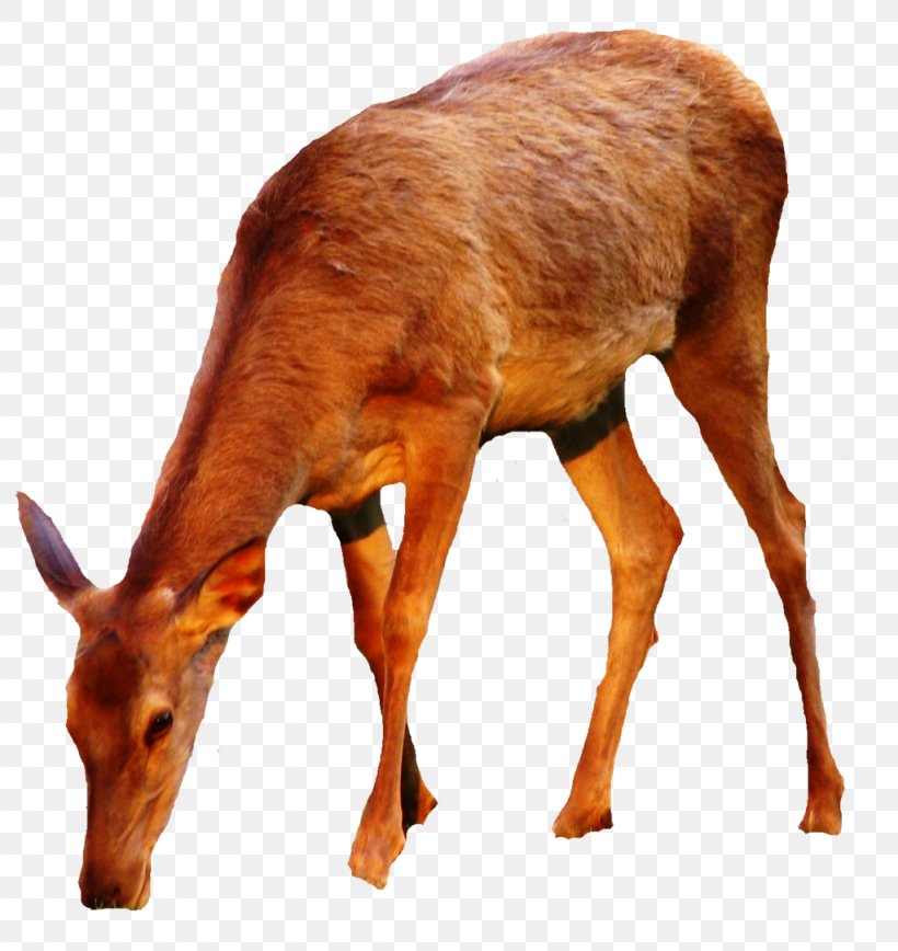 Deer Elk, PNG, 1024x1085px, Deer, Antelope, Antler, Deviantart, Elk Download Free