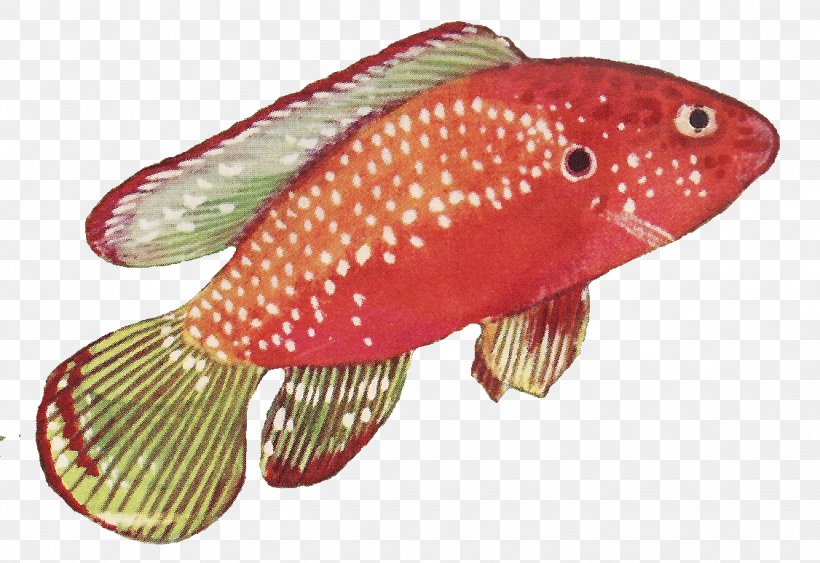Fish Red Drawing, PNG, 1126x774px, Fish, Bit, Color, Drawing, Gules Download Free
