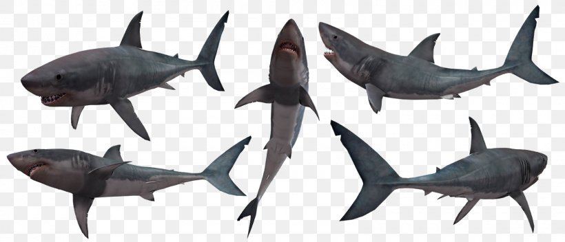 Great White Shark Background, PNG, 1600x688px, Shark, Animal Figure, Baby Shark, Bull Shark, Carcharhiniformes Download Free