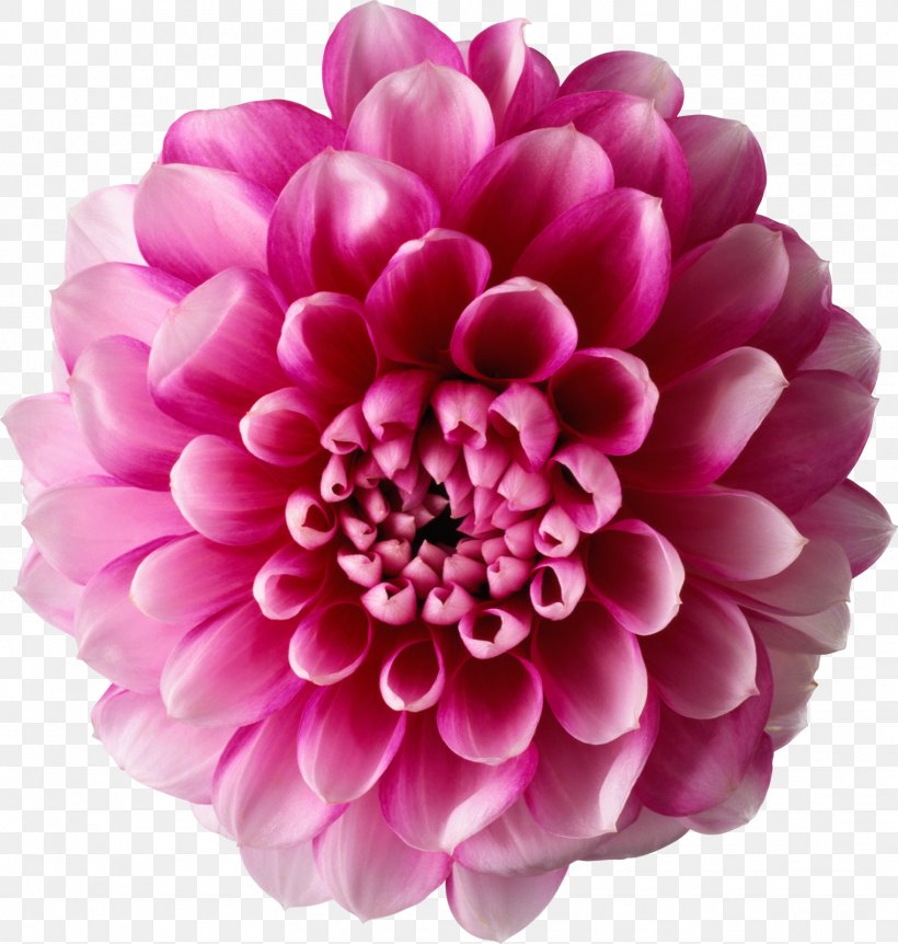 Flower Clip Art, PNG, 1521x1600px, Flower, Chrysanths, Common Daisy, Cut Flowers, Dahlia Download Free