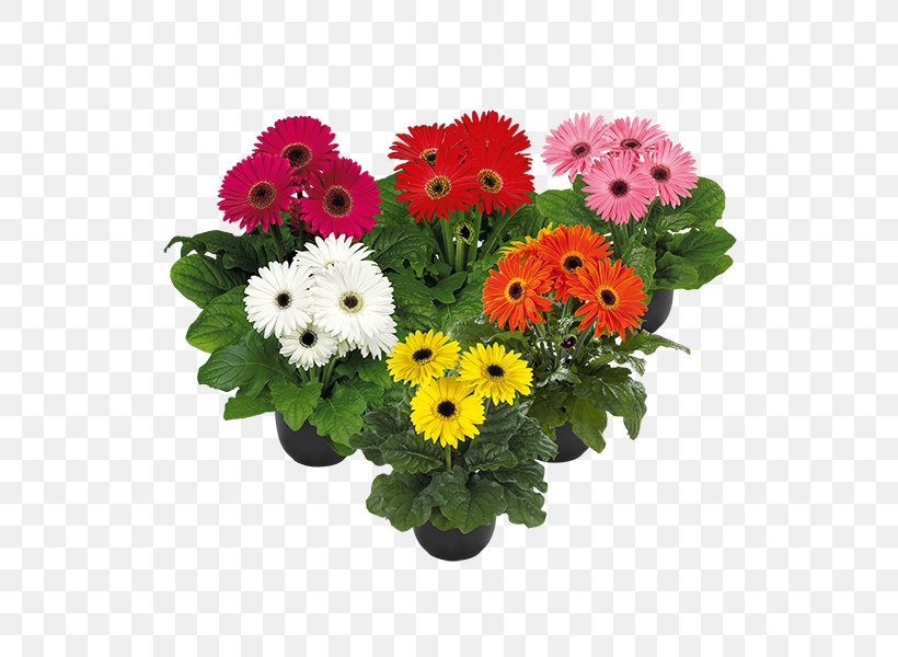Flowerpot Transvaal Daisy Cut Flowers Plant, PNG, 600x600px, Flower, Annual Plant, Carnation, Chrysanthemum, Chrysanths Download Free