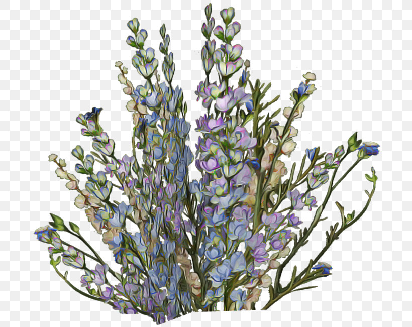 Lavender, PNG, 699x651px, Aquarium Decor, Branch, Cut Flowers, Delphinium, Flower Download Free