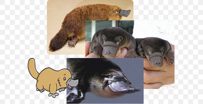 Platypus Beaver Infant Cuteness Otter, PNG, 626x419px, Platypus, Animal, Beak, Beaver, Carnivoran Download Free