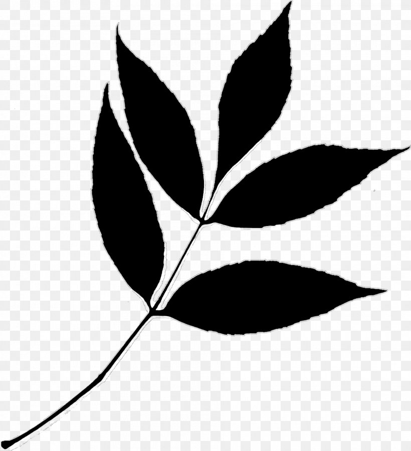 Twig Clip Art Plant Stem Leaf Line, PNG, 1880x2064px, Twig, Black, Blackandwhite, Botany, Branch Download Free