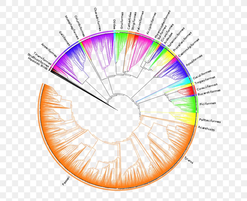 Vertebrate Supertree Phylogenetic Tree Evolution Dinosaur, PNG, 685x669px, Watercolor, Cartoon, Flower, Frame, Heart Download Free