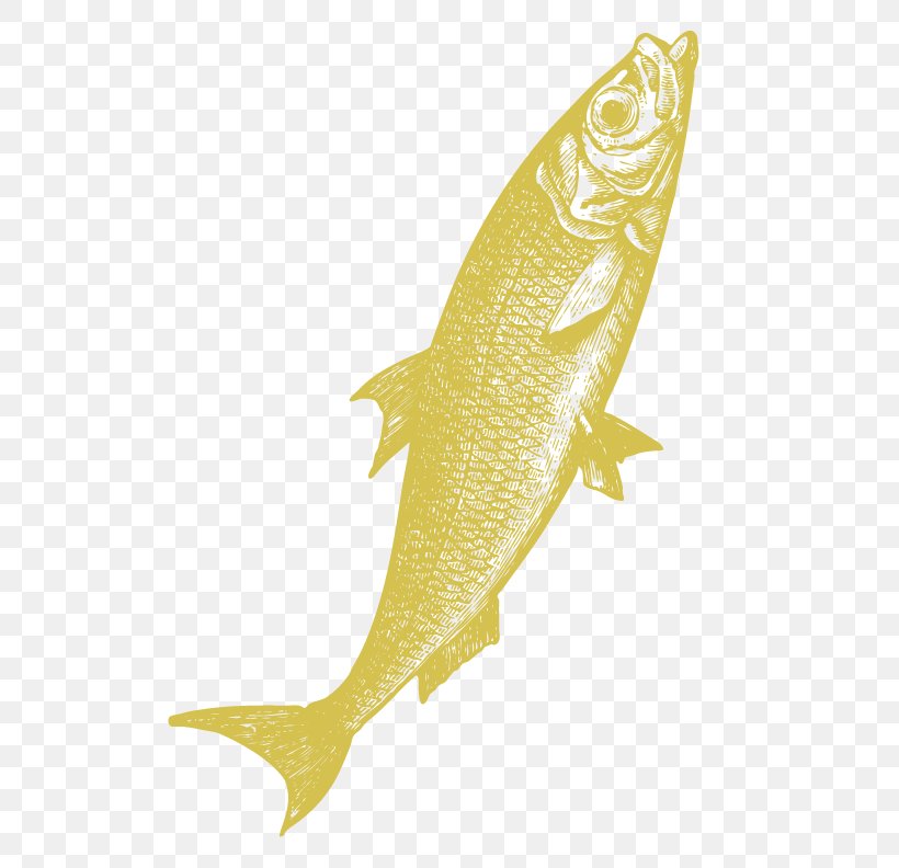 Fish, PNG, 612x792px, Fish, Fin Download Free