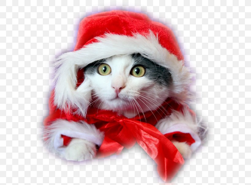 Kitten Puppy Cat Dog Christmas, PNG, 600x606px, Kitten, Animation, Carnivoran, Cat, Cat Like Mammal Download Free