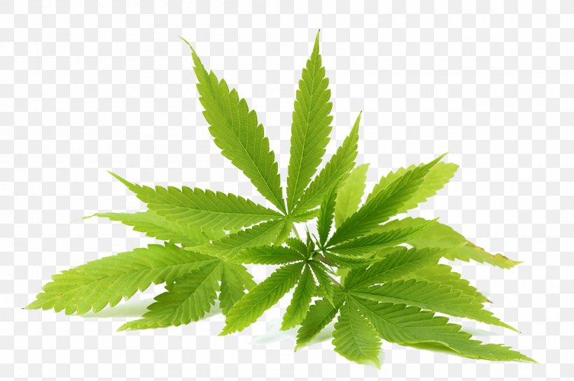 Medical Cannabis Tetrahydrocannabinol Cannabidiol Cannabis Edible, PNG, 1000x665px, Cannabis Sativa, Cannabidiol, Cannabinoid, Cannabis, Cannabis Cultivation Download Free