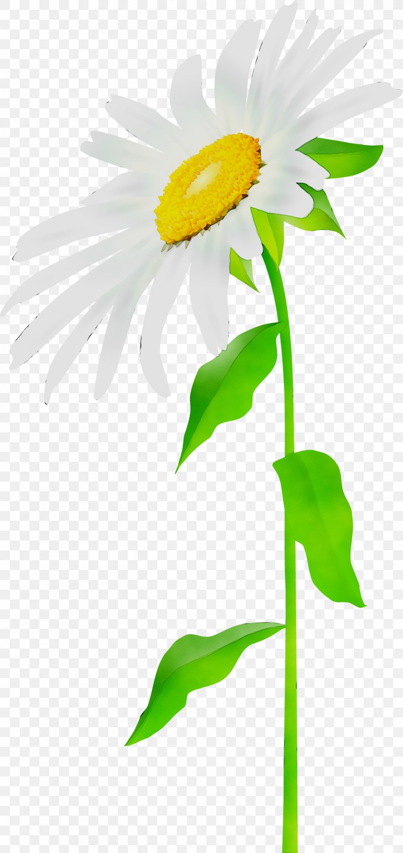 Oxeye Daisy Plant Stem Plants, PNG, 1417x3000px, Oxeye Daisy, Botany, Chamomile, Daisy, Daisy Family Download Free
