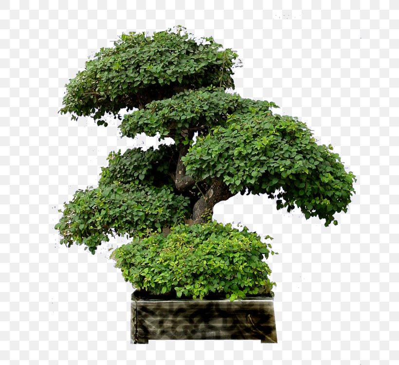 Penjing Chinese Sweet Plum Tree Design Image, PNG, 750x750px, Penjing, Art, Bonsai, Chinese Garden, Chinese Sweet Plum Download Free