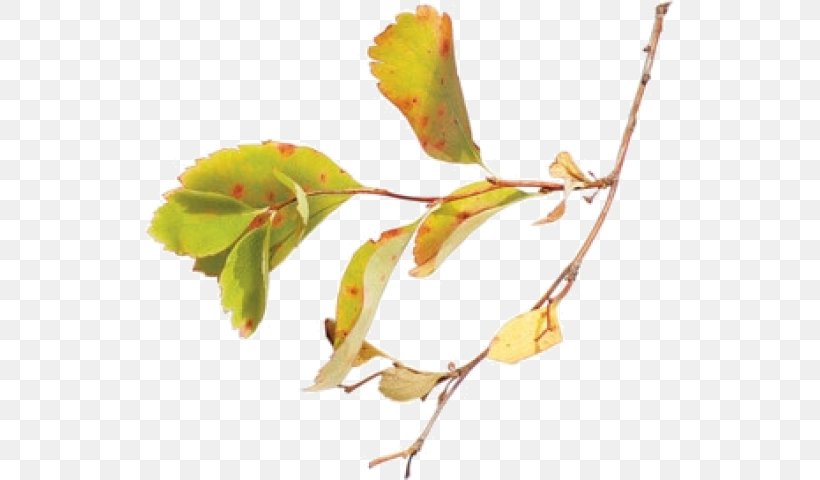 Twig Bud Plant Stem Leaf Petal, PNG, 529x480px, Twig, Branch, Bud, Leaf, Petal Download Free