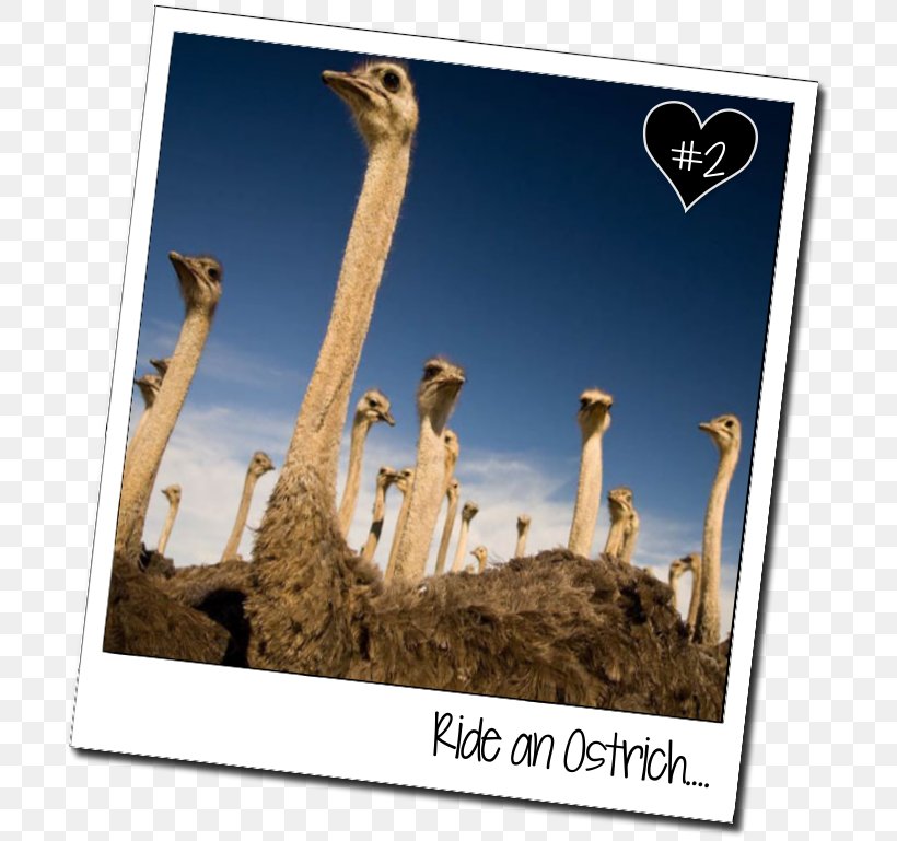Common Ostrich Oudtshoorn 타조알 Emu To This Day, PNG, 706x769px, Common Ostrich, Capital City, Egg, Emu, Farm Download Free