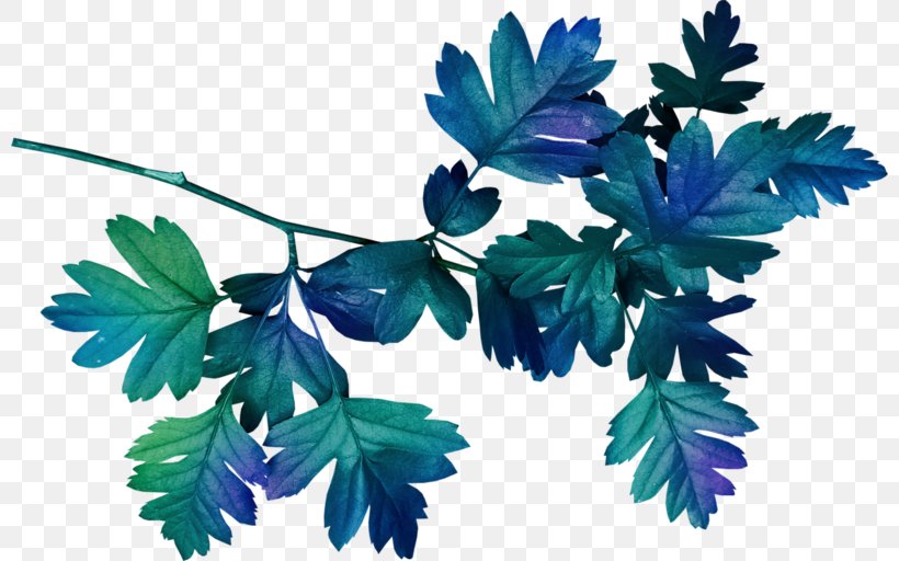 Leaf Clip Art, PNG, 800x512px, Leaf, Botanical Illustration, Branch, Painting, Plant Download Free