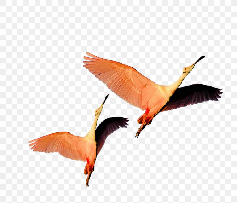Water Bird Greater Flamingo Beak, PNG, 837x720px, Bird, American Flamingo, Animal, Beak, Crane Like Bird Download Free
