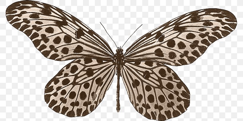Butterfly Beetle Idea Leuconoe Idea Lynceus Idea Stolli, PNG, 781x409px, Butterfly, Arthropod, Beetle, Brush Footed Butterfly, Butterflies And Moths Download Free