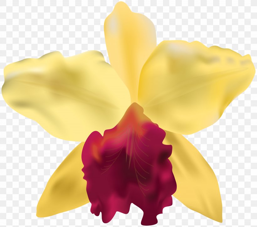 Clip Art, PNG, 8000x7082px, Yellow, Blue, Cattleya, Cattleya Orchids, Cut Flowers Download Free