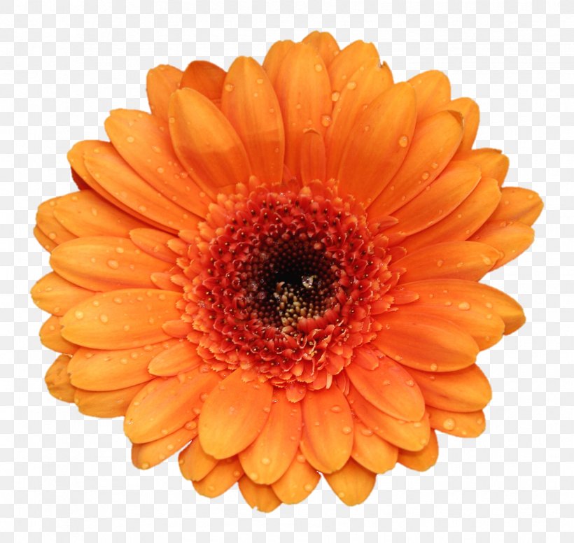Gerbera Jamesonii Flower Stock Photography Orange, PNG, 1827x1730px, Gerbera Jamesonii, Birth Flower, Chrysanths, Common Daisy, Cut Flowers Download Free